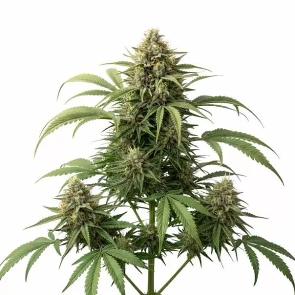 Comments-image-design