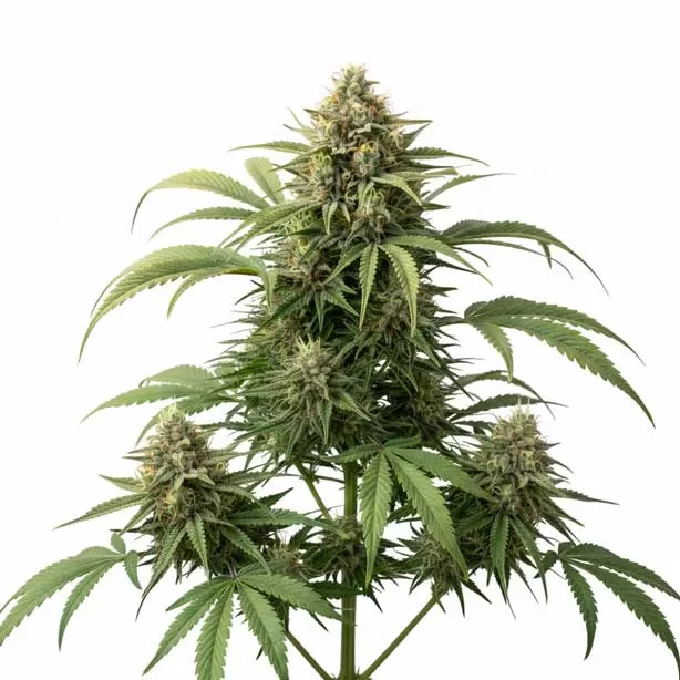 Frequently Asked Questions - Rocket Weed Shop