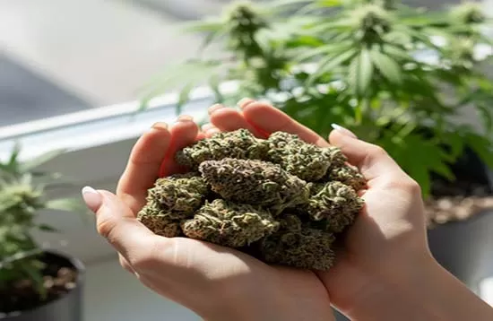 hand-with-budz-opti